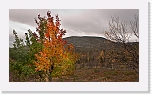 autum colors of taiga-1180406 * 900 x 506 * (546KB)